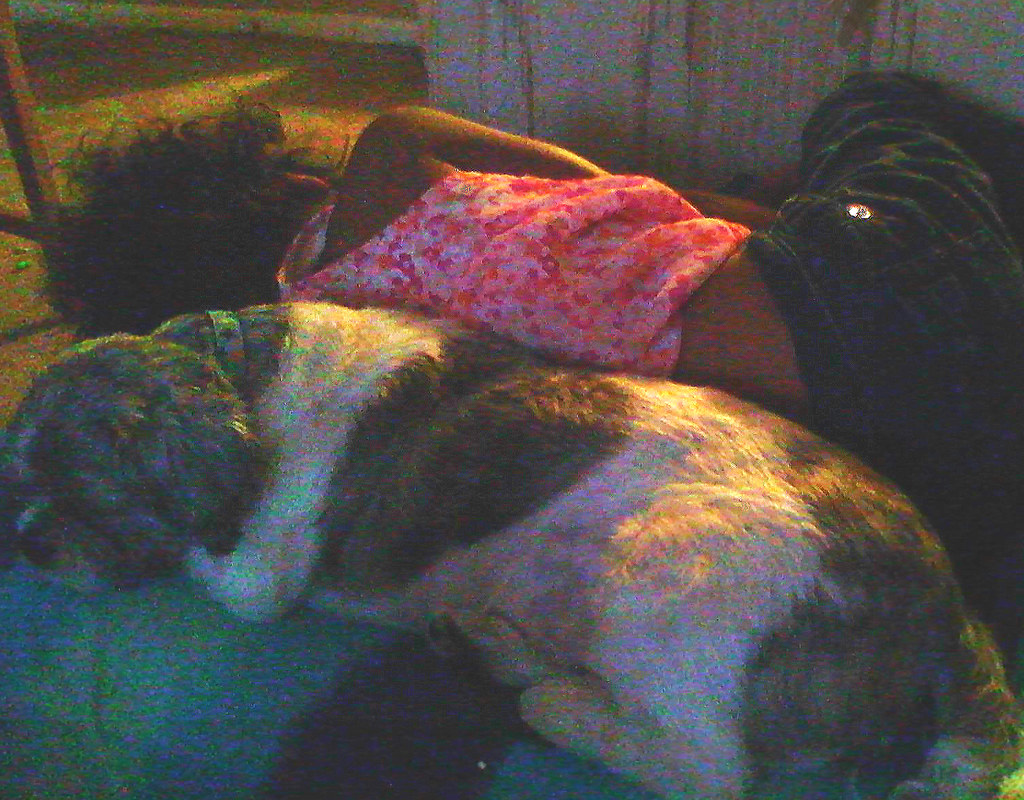 Senior dog resting near a doorway