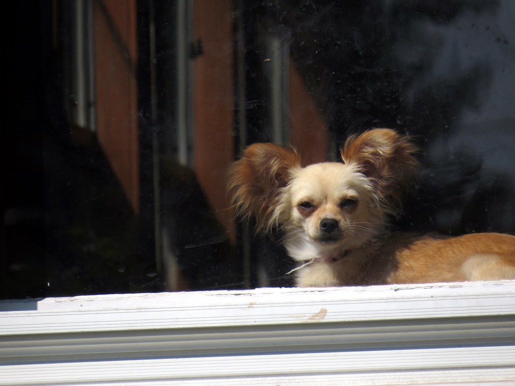 Senior dog resting near a doorway