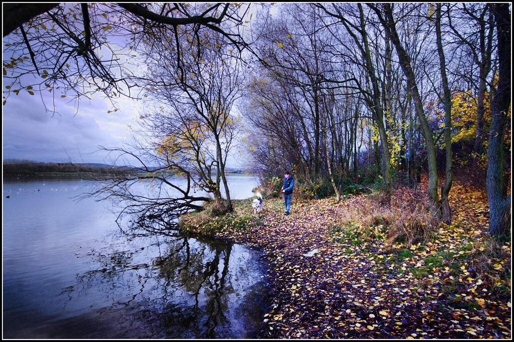Older dog on a calm walk