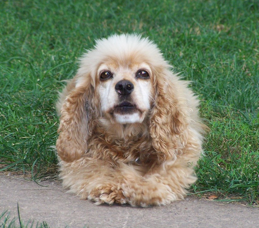 Senior dog resting at home