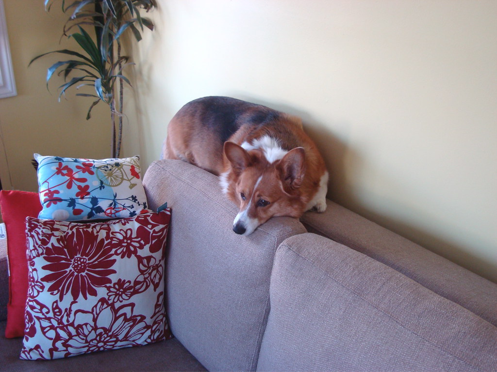 dog symptom-watch scene